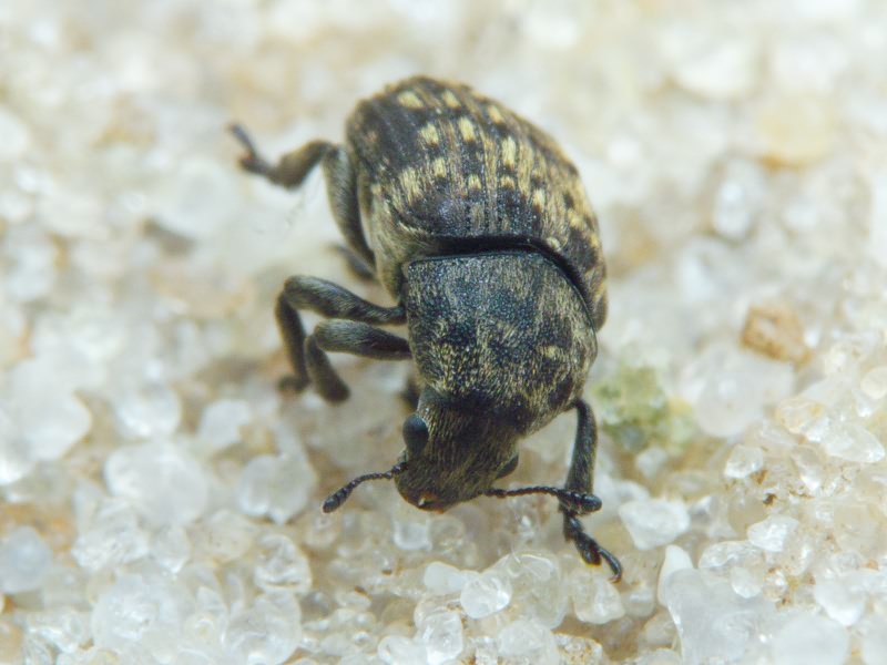 Anthribus nebulosus Förster, 1771